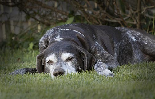 Whether it's a static pose or an action pose, a short telephoto lens is good for photographing pets. Old dog in grass