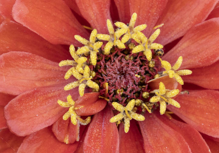 Orange flower