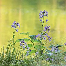 The use of the telephoto lens did a good job of blurring the background which happened to be the reflection of sunlit trees in the river. telephoto landscape flowers