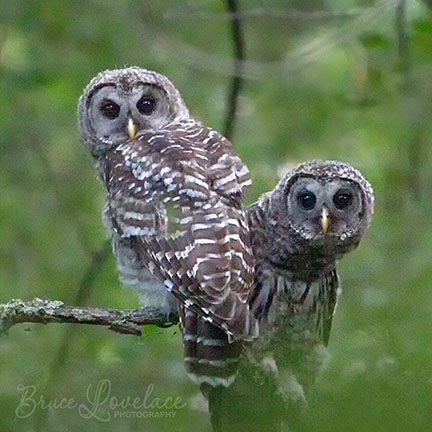 wildlife owl