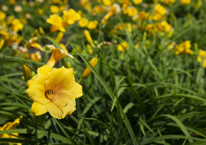 Yellow flower close-up